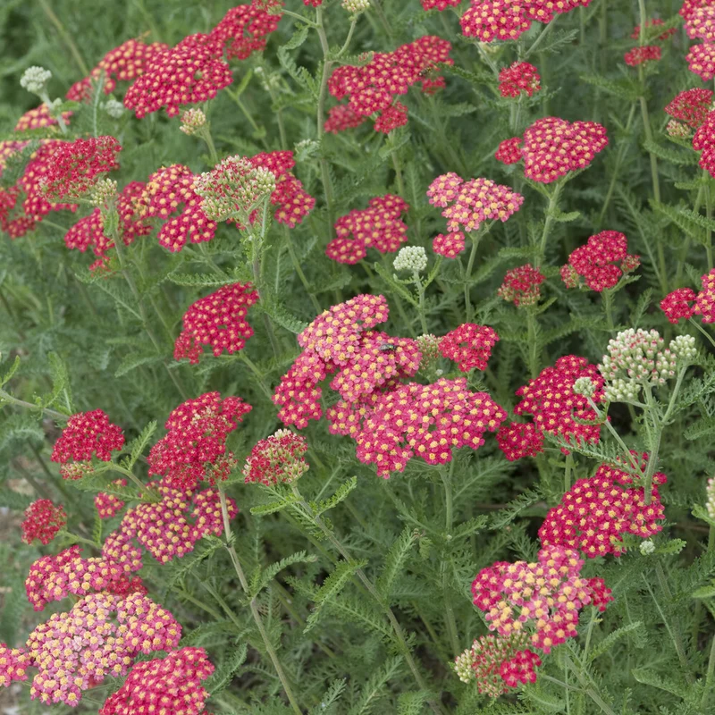 Schafgarbe ‘Cerise Queen’