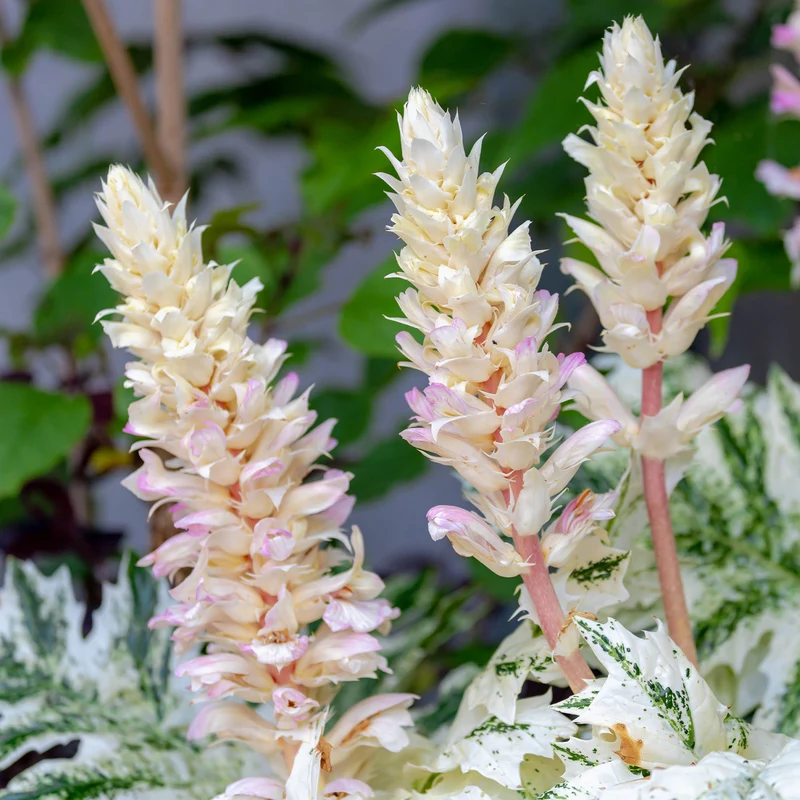 Tasmanischer Bärenklau ‘Angel’