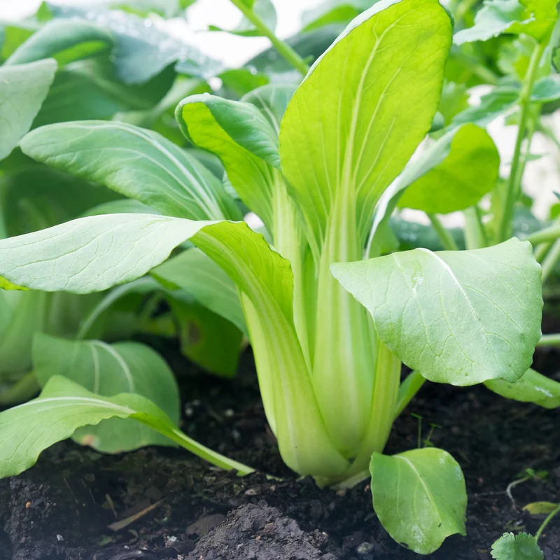 Pak Choi ‘Green Fortune’ F1