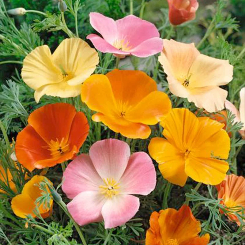 Goldmohn Eschscholzia californica