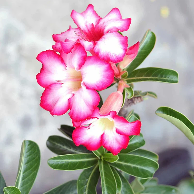 Wüstenrose in weißem Blumentopf