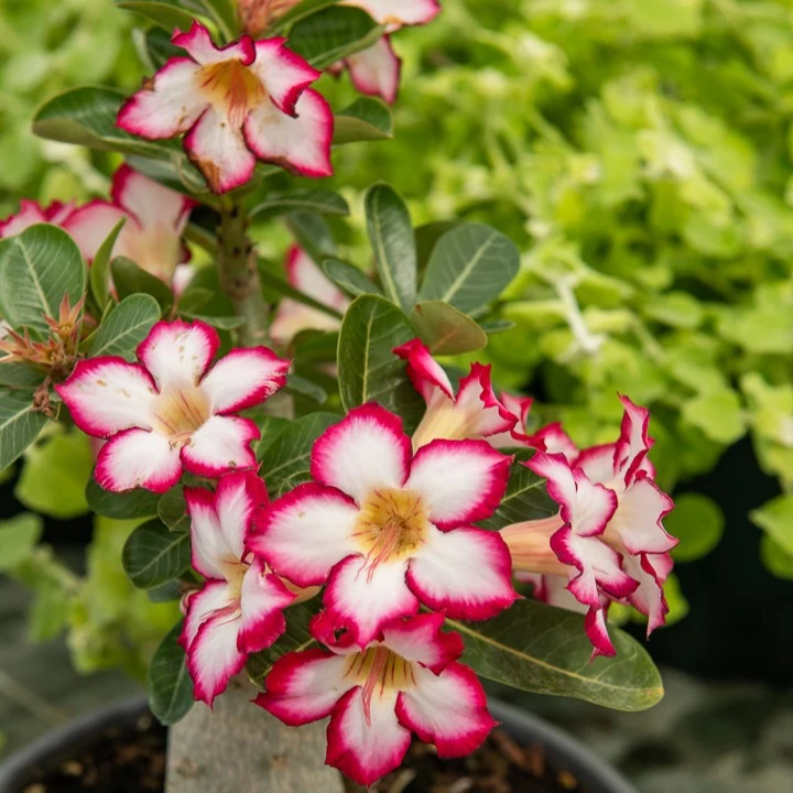 Wüstenrose in weißem Blumentopf