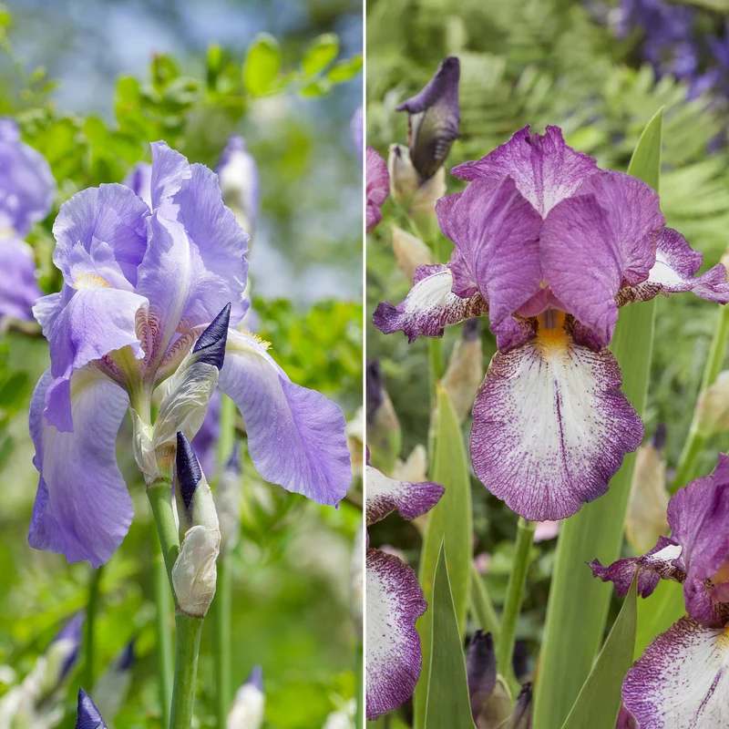 Bart-Iris Kollektion ‘Autumn Encore’ & ‘Lovely Again’ (x6)