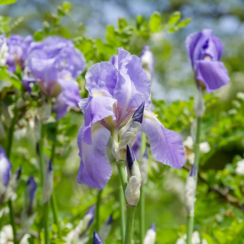 Bart-Iris Kollektion ‘Autumn Encore’ & ‘Lovely Again’ (x6)