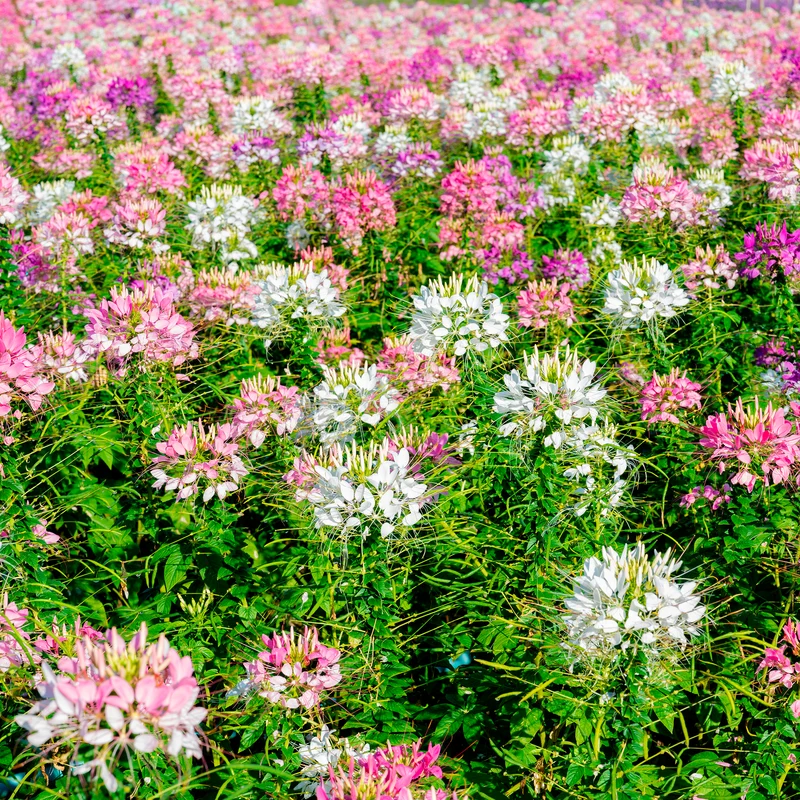 Spinnenblume 'Colour Fountain' Mischung