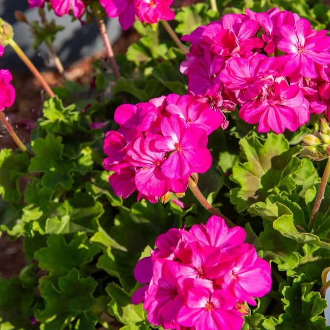 Beetgeranien (rot, weiß, Dark Lilac) (x6)