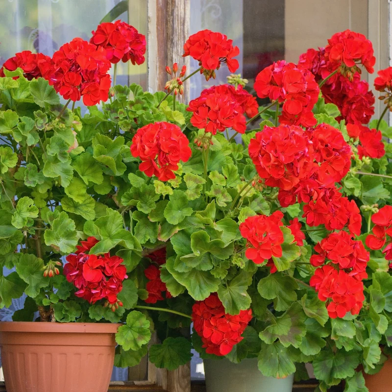 Beetgeranien (rot, weiß, Dark Lilac) (x6)