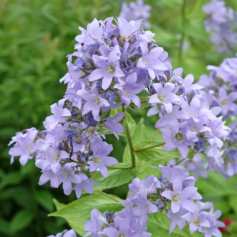 Milchige Glockenblume Prichards Variety