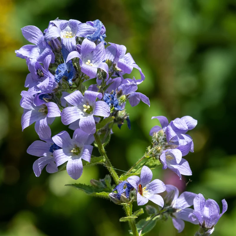 Milchige Glockenblume Prichards Variety