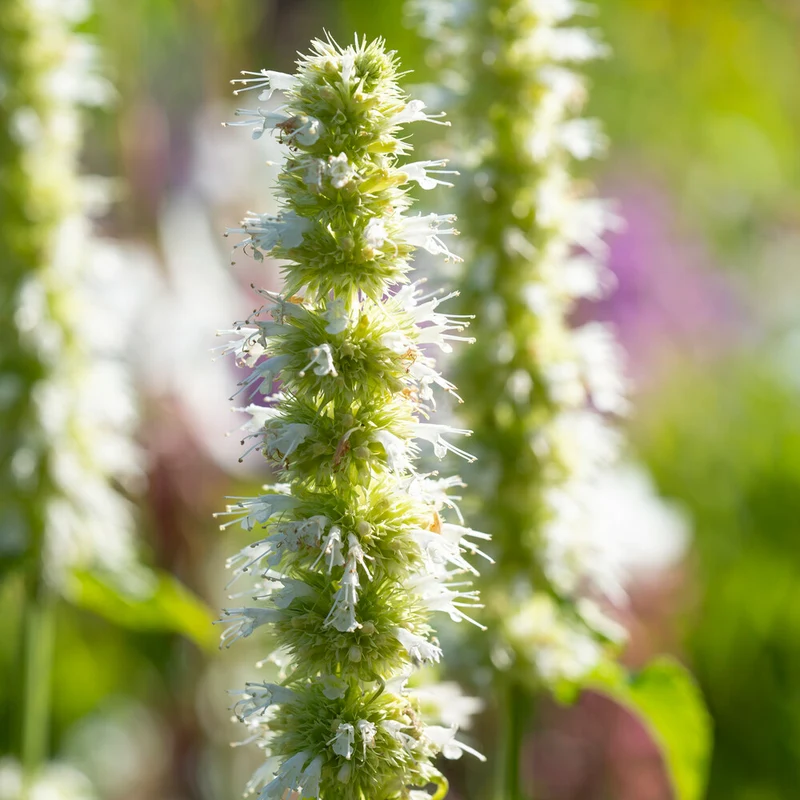 Duftnessel 'Alabaster'