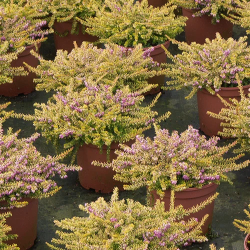 Winterheide Eva Gold
