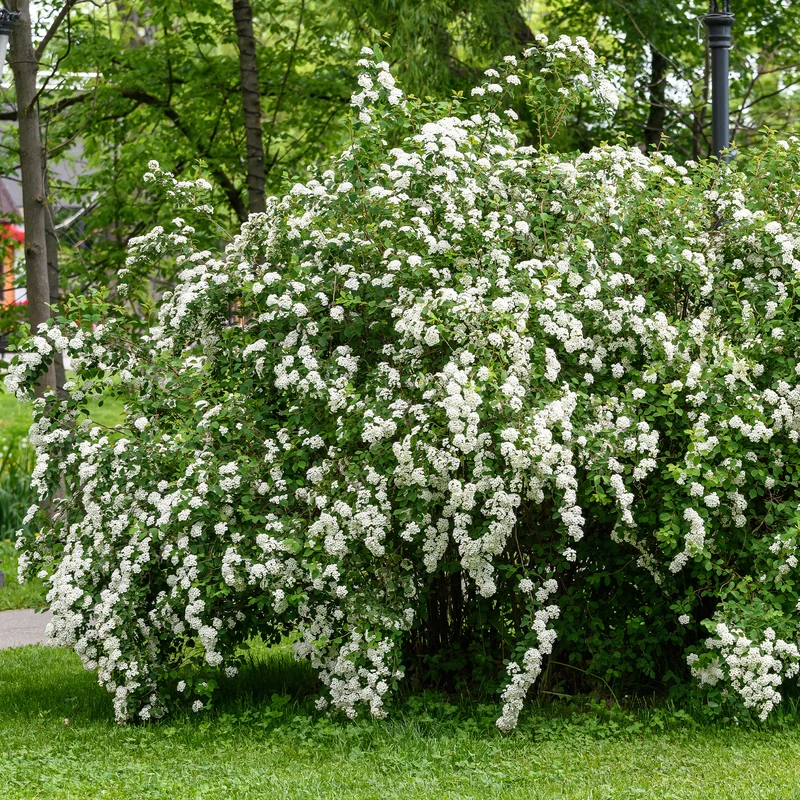 Nippon-Spierstrauch ‘Snowmound’