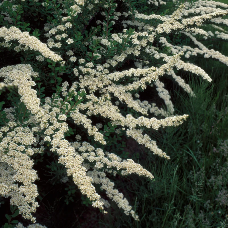 Nippon-Spierstrauch ‘Snowmound’