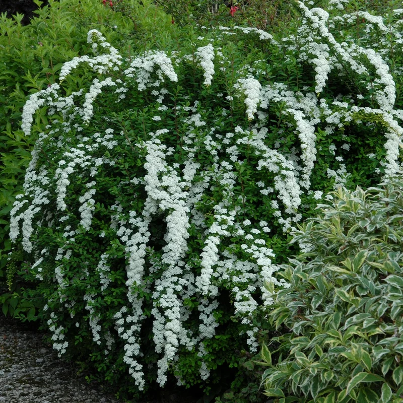 Nippon-Spierstrauch ‘Snowmound’