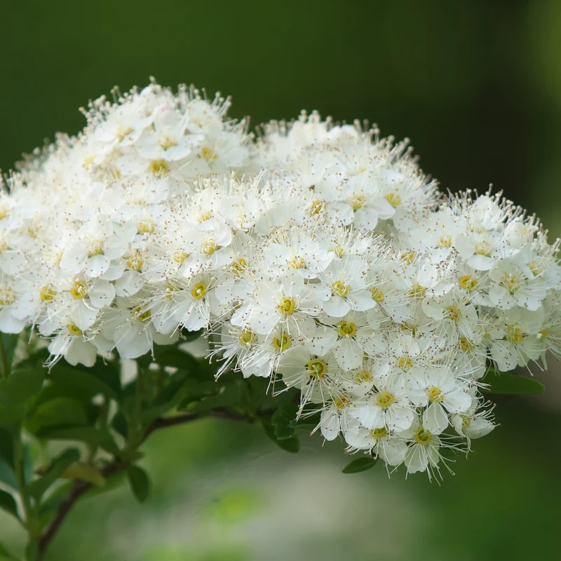 Nippon-Spierstrauch ‘Snowmound’
