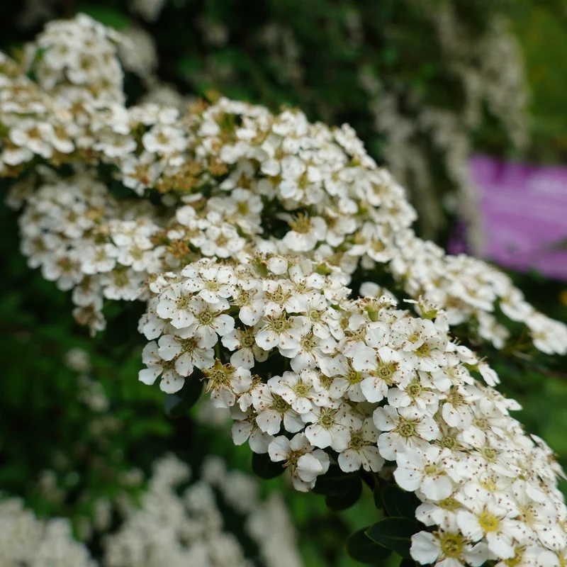 Nippon-Spierstrauch ‘Snowmound’