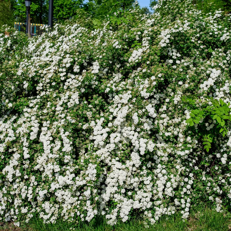 Nippon-Spierstrauch ‘Snowmound’