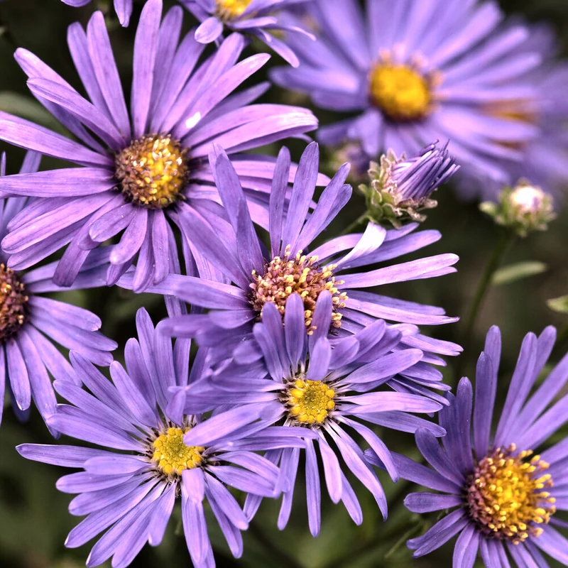 Sommer-Aster 'Veilchenkönigin'