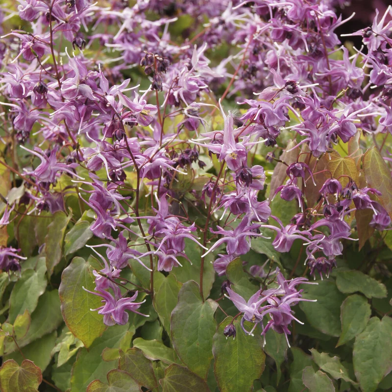 Elfenblume ‘Lilafee’