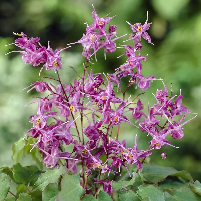 Elfenblume ‘Lilafee’