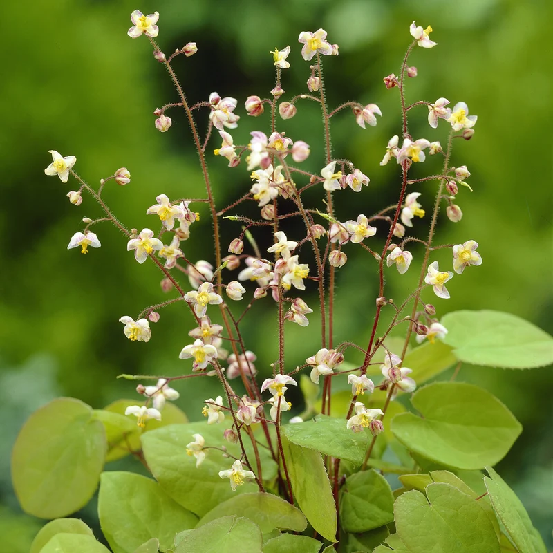 Elfenblume pubigerum