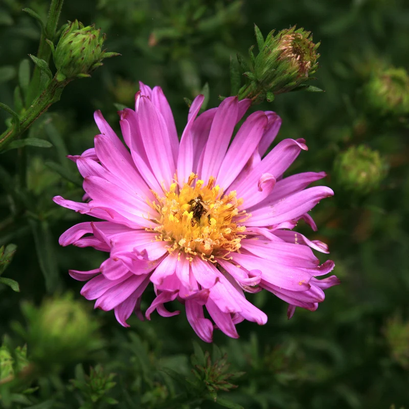 Kissen-Aster 'Herbstgruß vom Bresserhof'