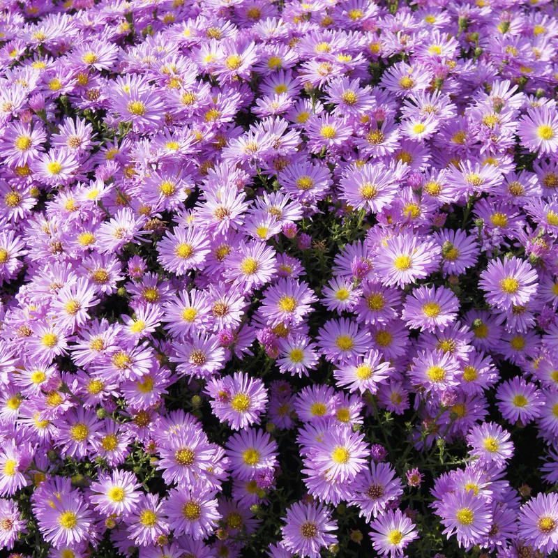 Kissen-Aster 'Herbstgruß vom Bresserhof'
