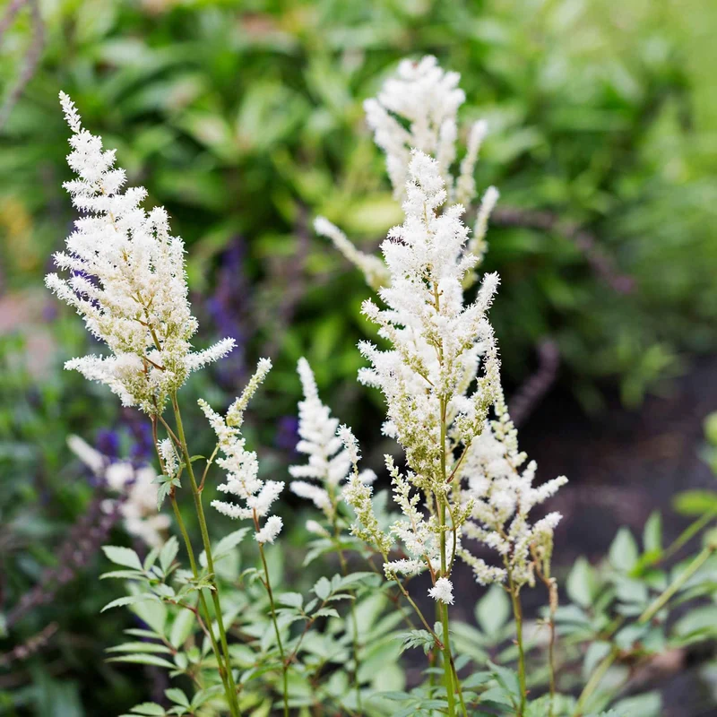 Prachtspiere ‘Brautschleier’