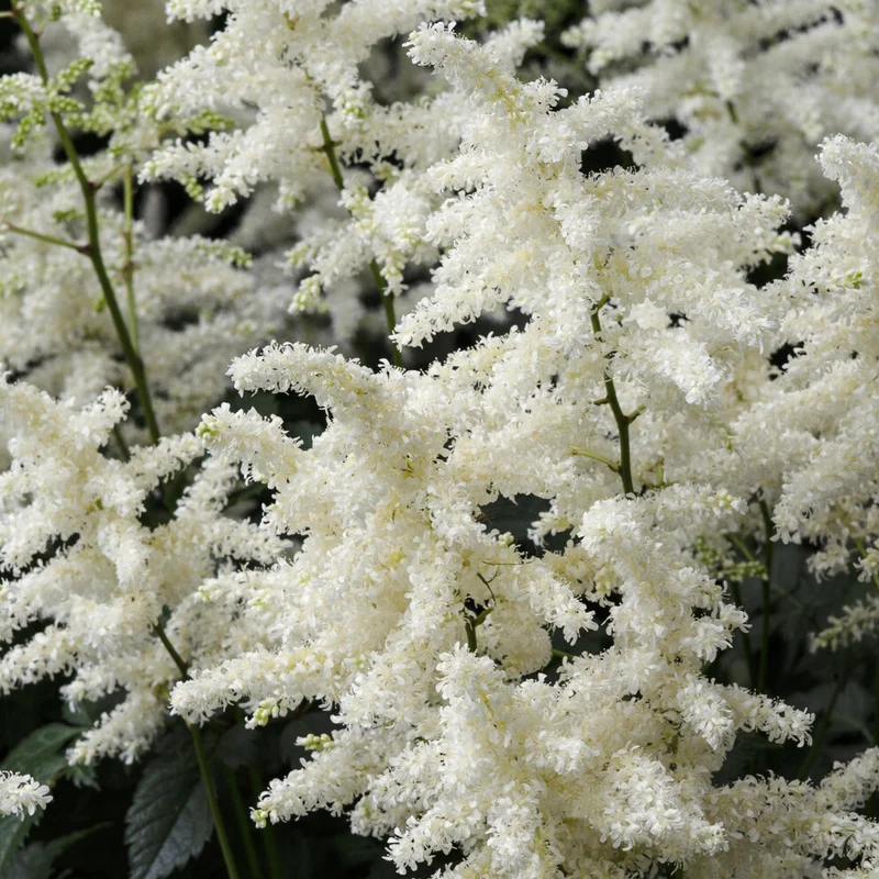 Prachtspiere ‘Brautschleier’