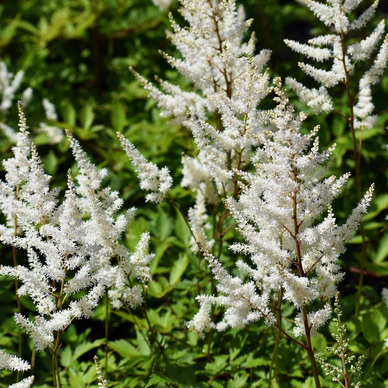 Prachtspiere ‘Brautschleier’