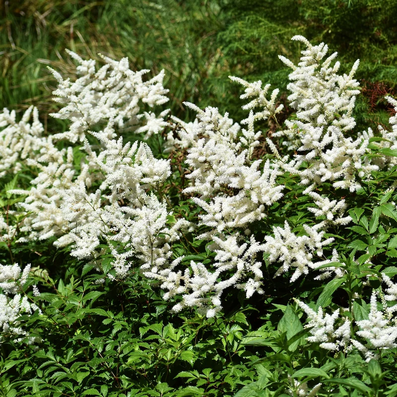 Prachtspiere ‘Brautschleier’