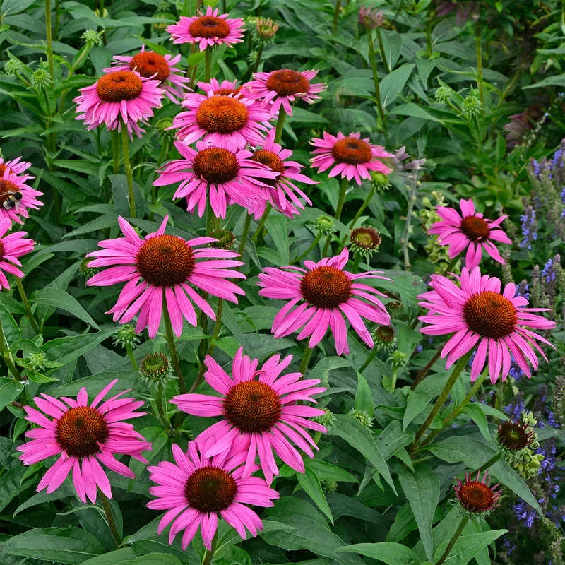 Sonnenhut 'Fatal Attraction'