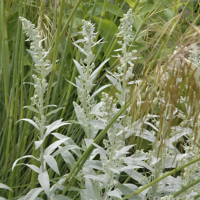 Silbriger Beifuß Silver Queen