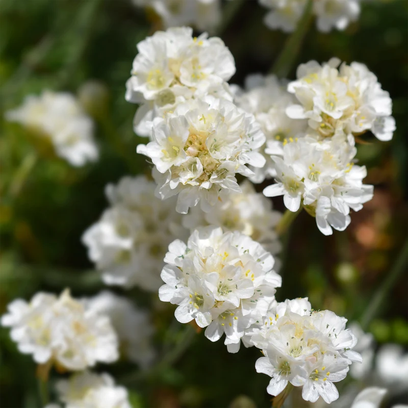 Grasnelke 'Alba'