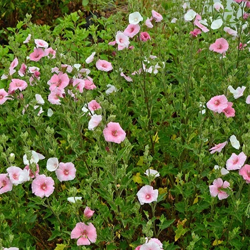 Lavatera Song Bird