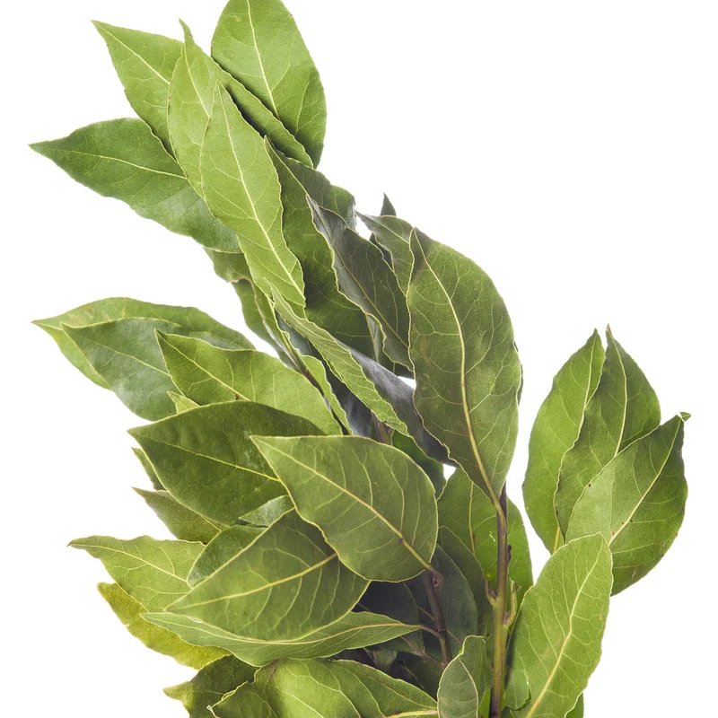Lorbeer Pflanze