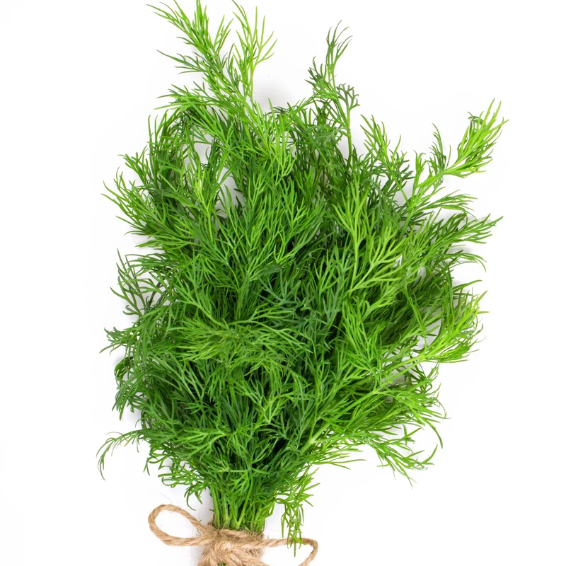Dill Pflanze