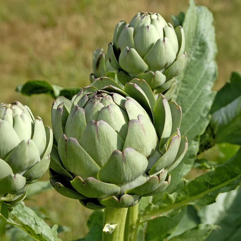 Artischocke ‘Vert de Laon’ (x3)