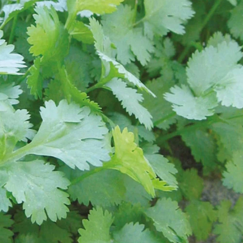 Koriander Coriandrum sativum