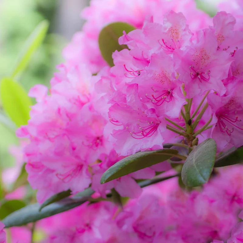 Alpenrose 'Roseum Elegans'
