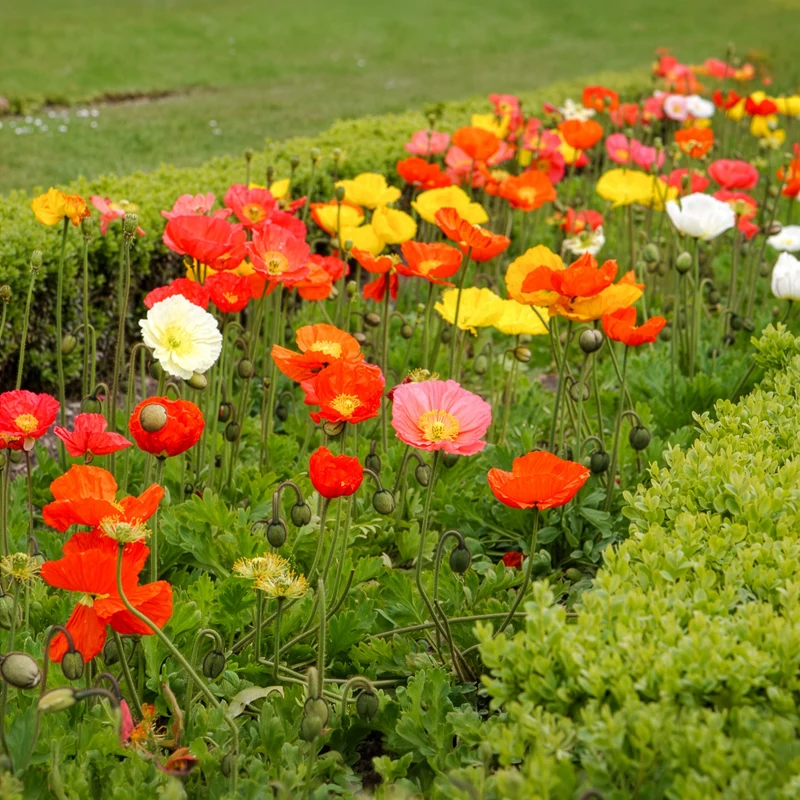Islandmohn ‘Artist’s Glory’ Mischung