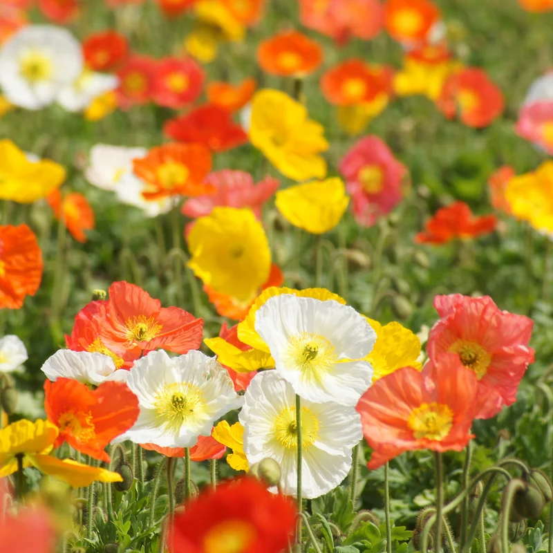 Islandmohn ‘Artist’s Glory’ Mischung