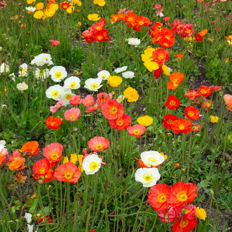 Islandmohn ‘Artist’s Glory’ Mischung