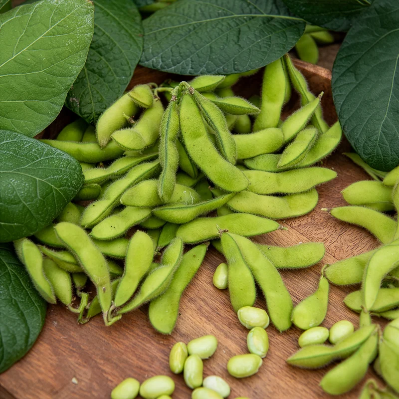 Sojabohne Fiskeby V Edamame