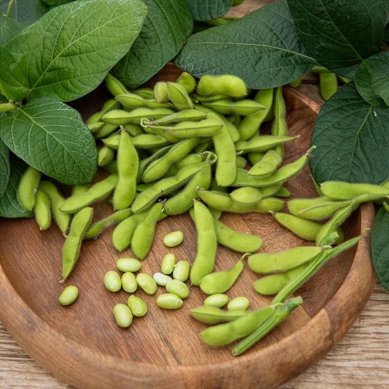 Sojabohne Fiskeby V Edamame