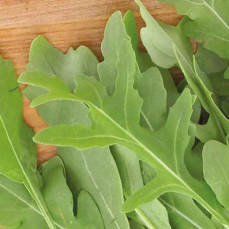 Rucola Rocky Wild Bio
