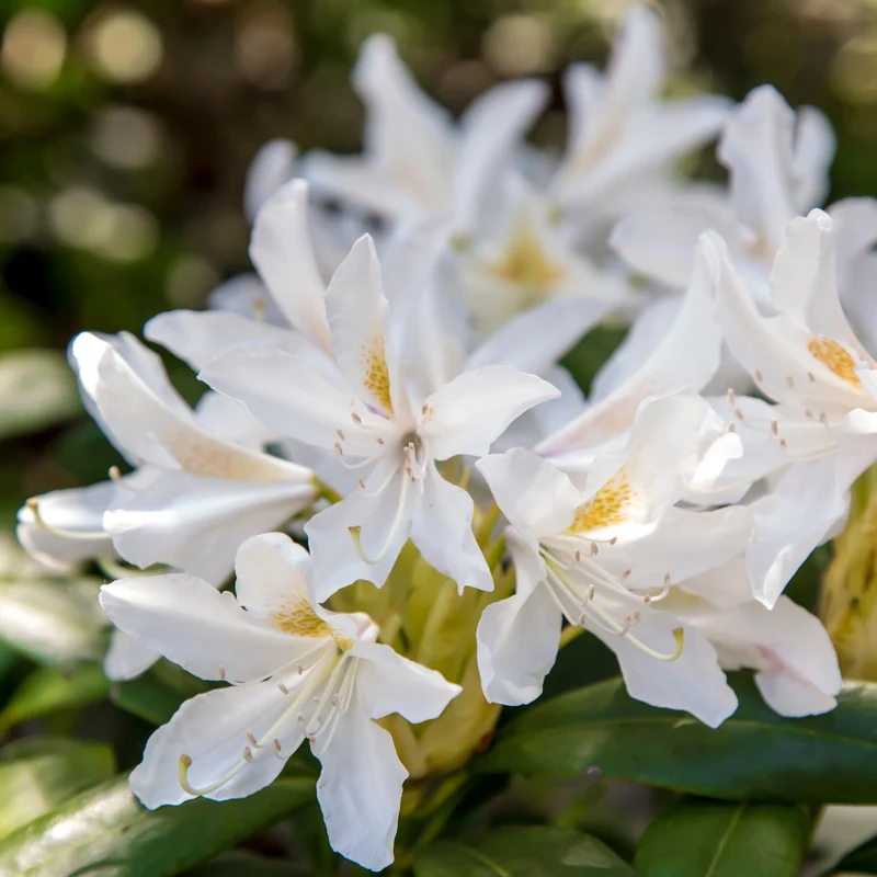 Alpenrose Cunningham's White
