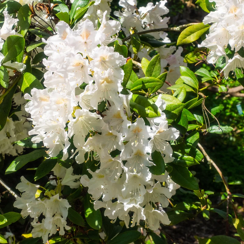 Alpenrose Cunningham's White