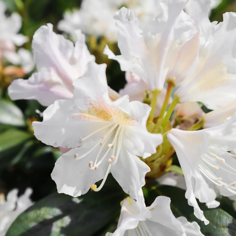 Alpenrose Cunningham's White