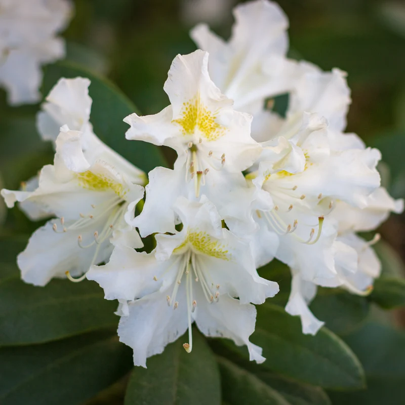 Alpenrose Cunningham's White